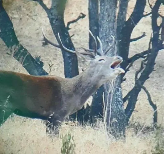 Albahaca Сasa de vacaciones